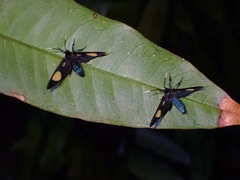 Trichaetoides apicalis