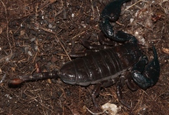 Opisthacanthus validus