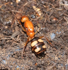 Camponotus maculatus