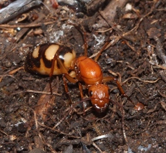Camponotus maculatus