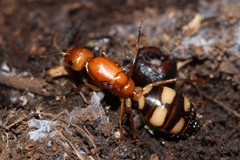 Camponotus maculatus