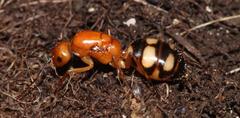 Camponotus maculatus