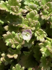 Veronica polita lilacina