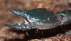 Opisthacanthus validus