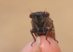 Palapsalta virgulata