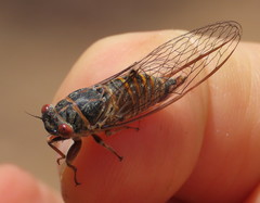 Palapsalta virgulata