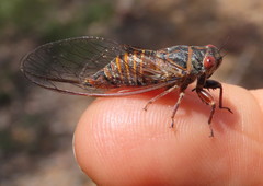 Palapsalta virgulata