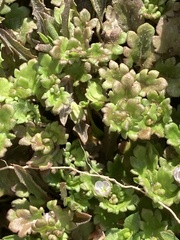 Veronica polita lilacina