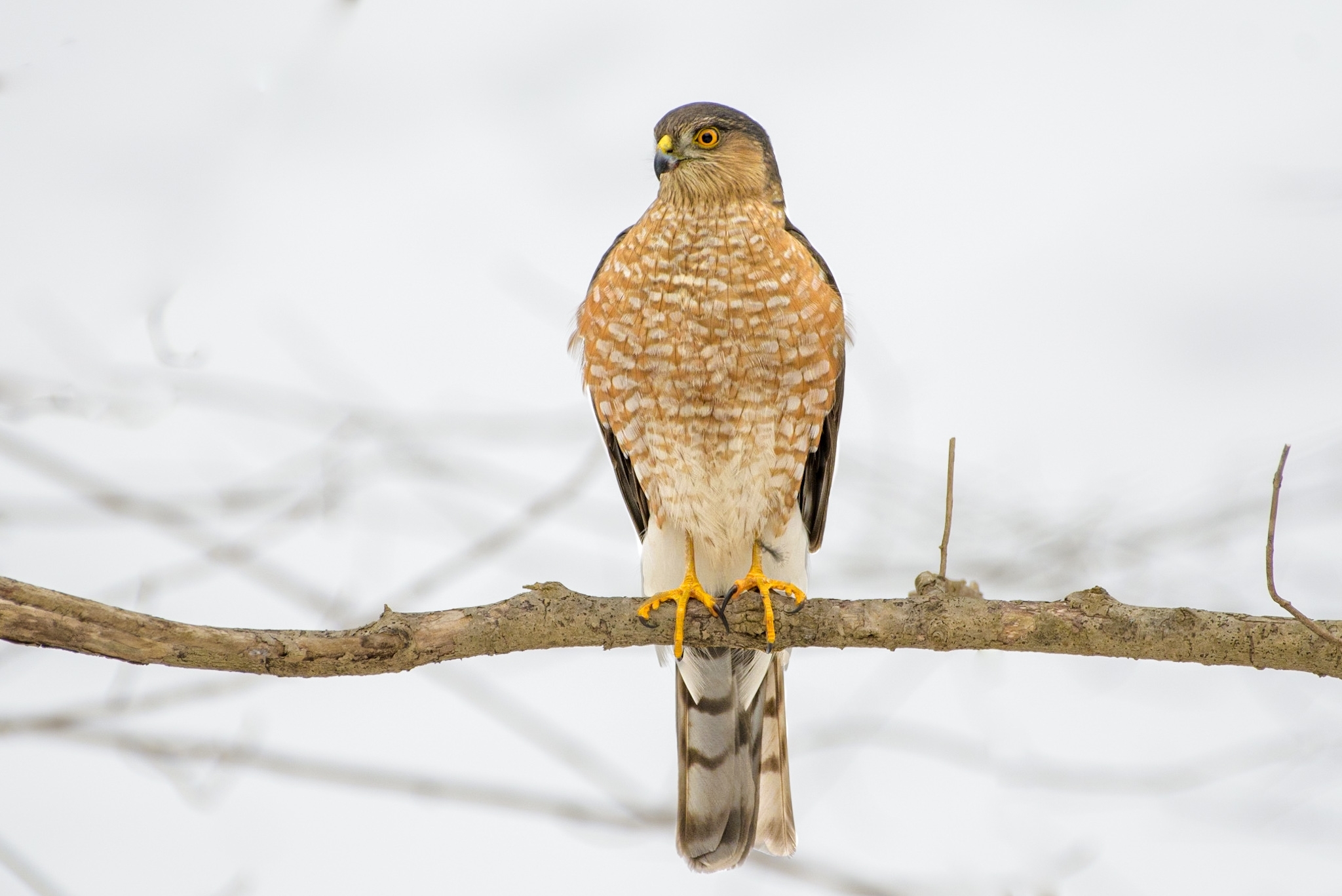 Sharp-shinned Hawk (Accipiter striatus) · iNaturalist