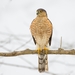 Accipiter striatus - Photo (c) Troy B,  זכויות יוצרים חלקיות (CC BY), הועלה על ידי Troy B