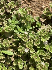 Veronica polita lilacina