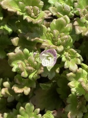 Veronica polita lilacina