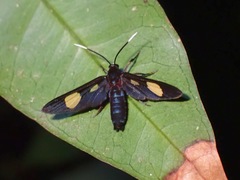 Trichaetoides apicalis