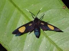 Trichaetoides apicalis