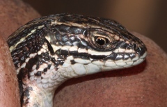Green-Striped Mountain Lizard photo 4