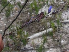 Comesperma defoliatum