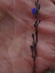 Comesperma defoliatum