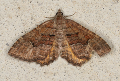 Chrysolarentia bichromata