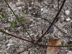 Comesperma defoliatum