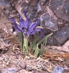 Iris potaninii ionantha