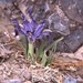 Iris thoroldii ionantha - Photo (c) Peter L Achuff, some rights reserved (CC BY), uploaded by Peter L Achuff