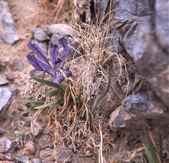 Iris potaninii ionantha