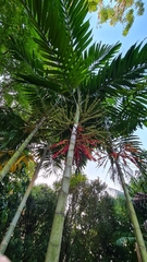 Areca triandra