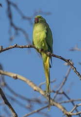 Psittacula krameri