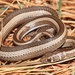 Cross-marked Sand Snake - Photo (c) Alex Rebelo, some rights reserved (CC BY-NC), uploaded by Alex Rebelo