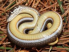 Psammophis crucifer