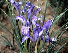Iris loczyi