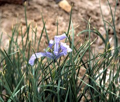 Iris loczyi