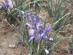 Iris loczyi
