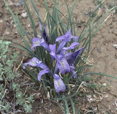 Iris loczyi