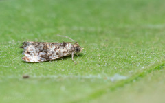 Syricoris