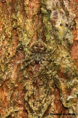 Murricia