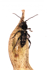 Chlorophorus capensis