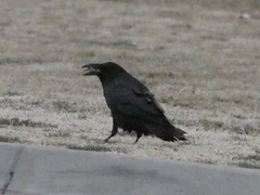 Corvus cryptoleucus