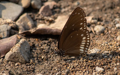 Euploea klugii kollari