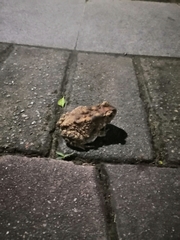 Duttaphrynus melanostictus