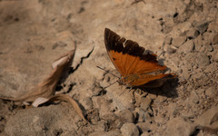 Charaxes psaphon