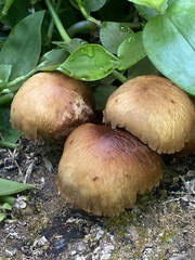 Agaricales