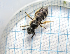 Halictus rubicundus