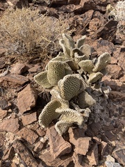 Opuntia microdasys