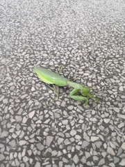 Hierodula patellifera