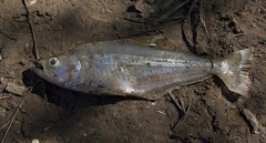 Oligosarcus oligolepis