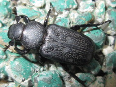 Clinterocera scabrosa