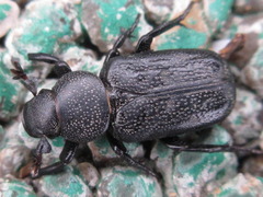 Clinterocera scabrosa