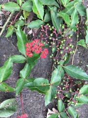 Cissus alata