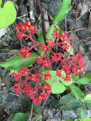 Cissus alata